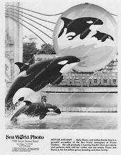 crp-34782 1989 amusement park Sea World Shamu killer whale w baby Shamu crp-3478