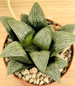 Haworthia correcta hybrid ,  pot 8 cm  (Cod.R0025) - Foto 1 di 4