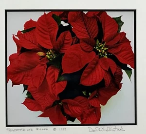 David A McClintock Red Poinsettia #3 Giclée Photo Print Matted Framed Flowers - Picture 1 of 10