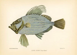 Litografía antigua original de 1904 - peces británicos - John Dory - Imagen 1 de 3