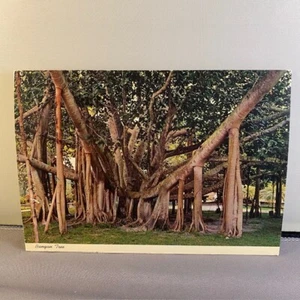 Banyan Tree in Hawaii Unposted Postcard Vintage 1970s White Border Divided Back - Picture 1 of 3