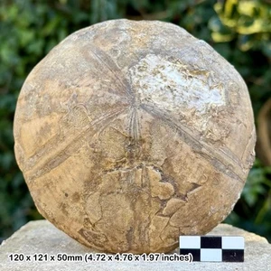 Clypeus ploti fossil echinoid - jurassic, chedworth woods, gloucestershire, uk - Picture 1 of 1