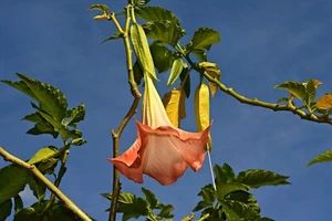 Sale2538 Brugmansia Engelstrompete Wildfire 5 Samen - Bild 1 von 2