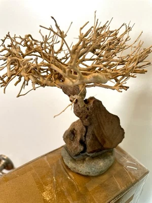 aquarium driftwood bonsai tree - Image 1 of 4