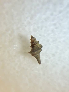 Germany Fossil Gastropod Cochlespira volgeri Oligocene Age Turridae Shell - Picture 1 of 9