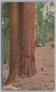The Sequoia Gigantea, 40 Feet In Diameter, 60 Miles From Visalia, California, PC - Picture 1 of 2