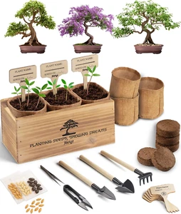 Bonsai Tree Kit – 3X Unique Japanese Bonzai Trees | Complete Indoor Starter Kit  - Picture 1 of 12