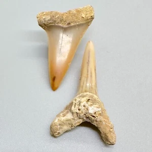 Uncommon Pair Upper/Lower Fossil Extinct MAKO Shark Teeth - Miocene, France - Picture 1 of 4