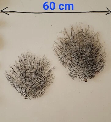 Exquisite Natural Seashell & Conch Collection for Aquarium & Home Decor - Unique - Image 1 of 4