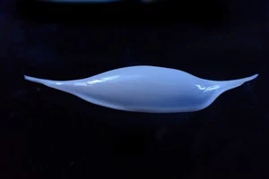 Sea shell - Phenacovolva gigantea 57-m.m. f+++ rare from deep water - Picture 1 of 4