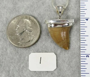 COLGANTE DENTAL MOSASAURUS $69 Joyería de Plata Esterlina CREACIONES STARBORN - Imagen 1 de 12