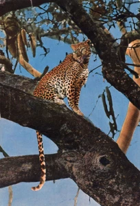 leopard African Wildlife East Africa Nairobi Postcard - Picture 1 of 2
