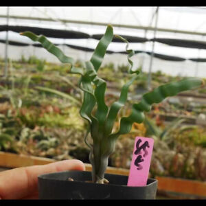 Rare Succulent plants Albuca crispa Garden plant