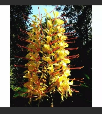 HAWAIIAN KAHILI YELLOW GINGER HEDYCHIUM GARDNERIANUM ROOTS & PLANTS - Image 1 of 4