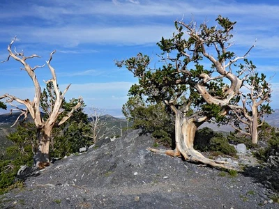 20 semillas de pino Bristlecone (Pinus aristata) "¡ÁRBOL VIVO MÁS ANTIGUO DEL MUNDO!" Foto 1 de 4