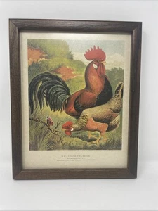 Huhn Hahn Druck 8,8” x 10,8” professioneller Rahmen blendfreies Glas SCHÖN - Bild 1 von 7