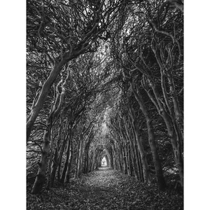 Baum Tunnel Lane Atmosphärisch Schwarz Weiß Großer Leinwanddruck 46x61 cm - Bild 1 von 5