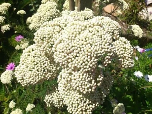 SAGO FLOWER 100 SEEDS OZOTHAMNUS DIOSMIFOLIUS - Picture 1 of 5
