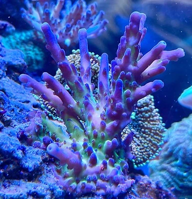 live coral Tricolor Granulosa SPS coral by "coralSLover"