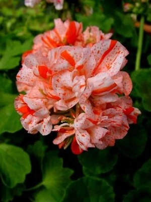 10 семян оранжевой белой герани многолетние семена цветов цветы цветение 248 ПРОДАВЕЦ ИЗ США - Изображение 1 из 4