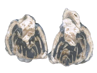 1 Paar versteinerte Schnecke Trochactaeon von Rußbach, Salzburg Fossil - TOP !! - Bild 1 von 4