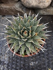 Agave Utahensis Eborispina White Short Pointy Spines! - Picture 1 of 9
