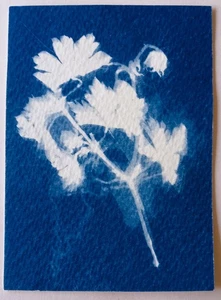 Original signed ACEO Collectors Art. Cyantype Floral 7/12 - Picture 1 of 2