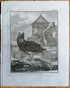 Buffon Originaldruck Frühe 4to Ausgabe Vögel Taube Pigeon nonain - 1770 - Picture 1 of 1