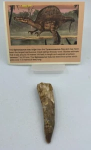 Spinosaurus Teeth Dinosaur F0SSIL Before T Rex Cretaceous K216 - Picture 1 of 3