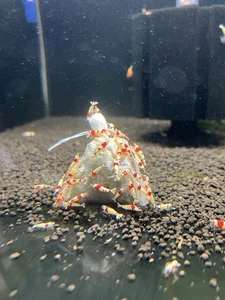 Premium Shrimp UK Lubao Bags Each Bags Will Last 6-8 Weeks For Tanks Up To 50L - Picture 1 of 25