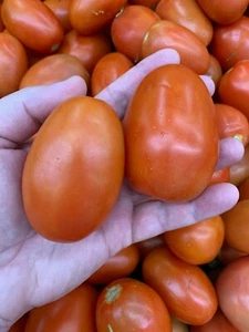 Fresh Roma Tomato (5 LBS) The Actual Vegetable - Picture 1 of 2