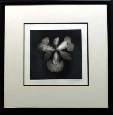Grabado en papel flores "Iris" Paula Taylor con marco personalizado Haz una oferta Foto 1 de 4