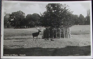 AK 1937/39: Putbus Tierpark - Hirsch Rotwild - Vorpommern-Rügen - Cekade - Bild 1 von 2