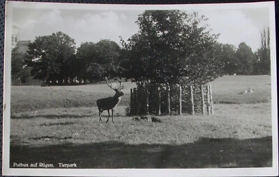 AK 1937/39: Putbus Tierpark - Hirsch Rotwild - Vorpommern-Rügen - Cekade - Bild 1 von 2