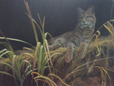 Robert BATEMAN Riverbank Retreat - Bobcat LTD arte lienzo giclee firmado numerado Foto 1 de 4