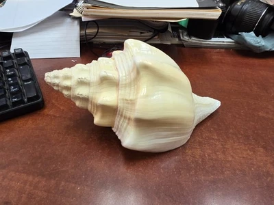 CHANK CONCH SEA SHELL BEACH DECOR 9" - Image 1 of 4
