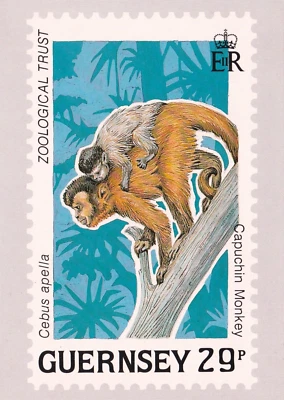Tarjeta estampilla de mono capuchino de Guernsey 1989 29p sin usar en muy buena condición Foto 1 de 2