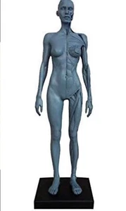 12inch Height Male Anatomical Anatomy Skull Head Body Muscle Bone Model - Picture 1 of 6