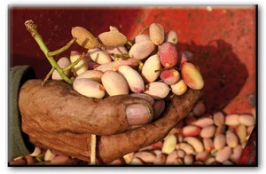 RECHTECKIGER MAGNET MAGNET SIZILIEN PISTAZIE FRISCH GEERNTET - Bild 1 von 1