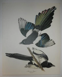 ""Urraca americana""; de ""THE AUDUBON FOLIO"" - calidad impresión 14""x17""." - Imagen 1 de 3