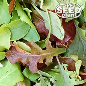 Semillas de lechuga Mesclun Mix - 1000 semillas sin OGM - Imagen 1 de 1