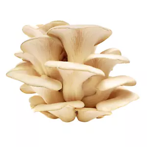 Tarragona Ostrica Coltura Liquida Pleurotus eunosmus - Foto 1 di 2