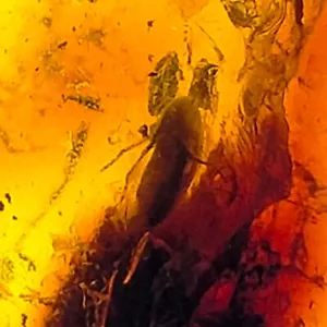 Baltic Amber natural polished gemstone w/ trapped insect fossil inclusion 42ct - Foto 1 di 6