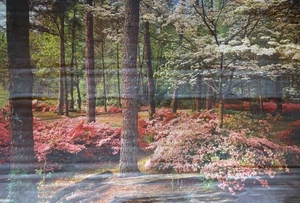 Full Wall Photo Mural Azaleas & Dogwoods Trees Railroad Track 8’ 8” x 12’ 6” NOS - Picture 1 of 20