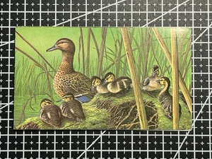 Belgium Stamps 1989 Ducks MNH Sheet – Wildlife Birds – 13fr x4 - Picture 1 of 2