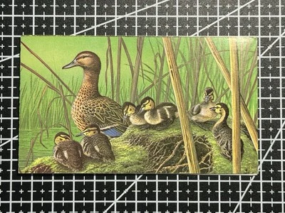 Belgium Stamps 1989 Ducks MNH Sheet – Wildlife Birds – 13fr x4   - Image 1 of 2