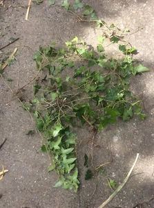 HEDERA GREEN TRAILING IVY CLIMBING EVERGREEN - 2 X Bags - Picture 1 of 2