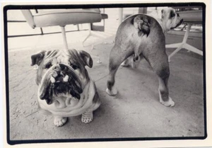 Bulldogs 1976•Vista delantera y trasera•Foto Tony Mendoza POSTAL 4x6 - Imagen 1 de 1