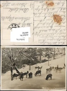 688782 Tiere Wildfütterung Salzkammergut Bad Ischl Wild Rehe pub Brandt 5400 - Picture 1 of 1