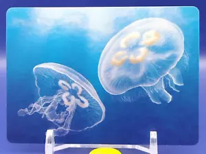 Jellyfish Sea Creatures Card Cards Learning Educational DAISO Japan Japanese - Picture 1 of 10